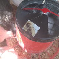 Polli ovaiole , maschi e americanine