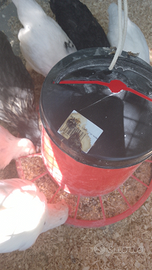 Polli ovaiole , maschi e americanine