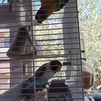 Coppia inseparabili personata allevati a mano