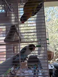 Coppia inseparabili personata allevati a mano