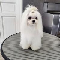 Maltese coreano per monta