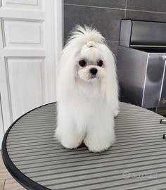 Maltese coreano per monta