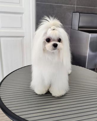 Maltese coreano per monta