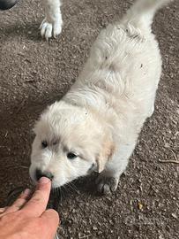 Cuccioli Pastore