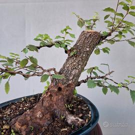 vari prebonsai di olmo 