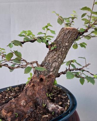 vari prebonsai di olmo 