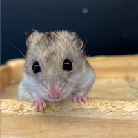 Cricetiiiiiiiiiiiiiiiiiiiiiii