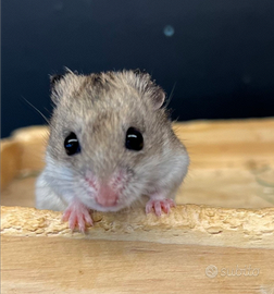 Cricetiiiiiiiiiiiiiiiiiiiiiii