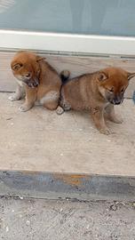 Shiba Inu cuccioli con pedigree nati 10/07/26