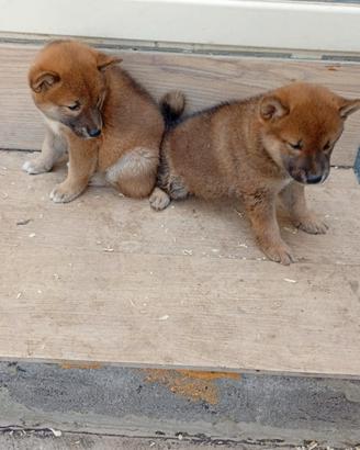 Shiba Inu cuccioli con pedigree nati 10/07/26