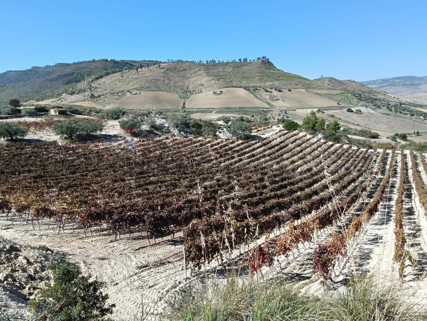 Terreno - Caltagirone - Vista 5