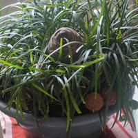 ERBA CONVALLARIA   DIRADARE 