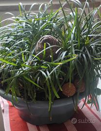 ERBA CONVALLARIA   DIRADARE 