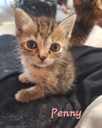 Penny e Bitter micine di 3 mesi