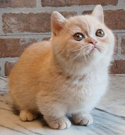 Munchkin (simile) Cream Tabby Shorthair