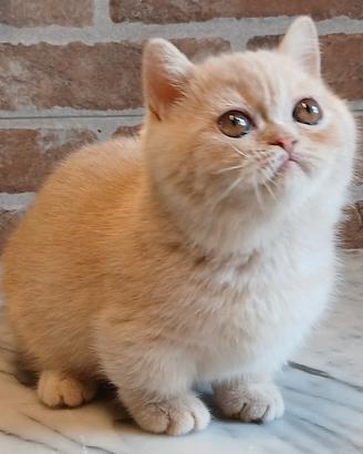 Munchkin (simile) Cream Tabby Shorthair