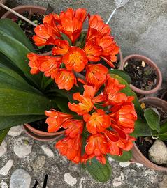 Clivia rossa