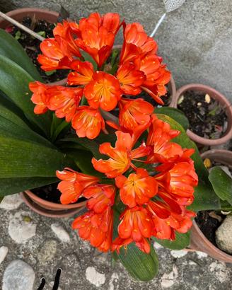 Clivia rossa