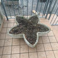 Vaso fiori da giardino