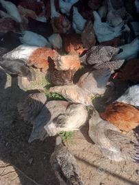 Galline