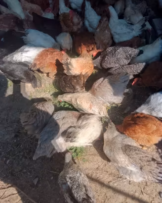 Galline