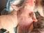 Immagine 6