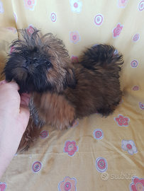 Cane Shih tzu 60 giorni