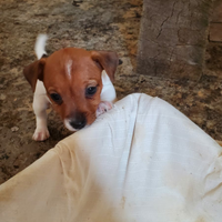 Cuccioli jack russell russel