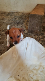 Cuccioli jack russell russel