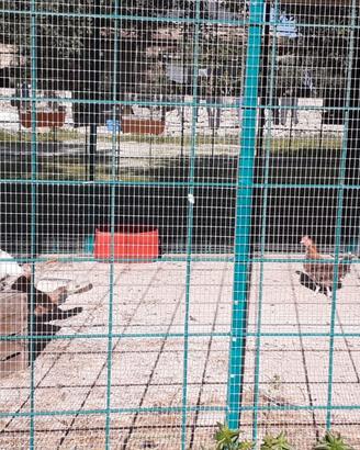Galline sarde