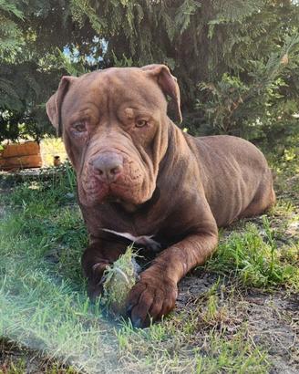 Brown una meraviglia in canile