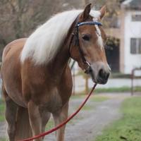 Haflinger