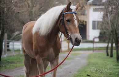 Haflinger