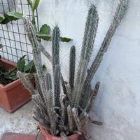 Piante