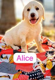 ALICE disponibile