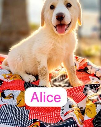 ALICE disponibile