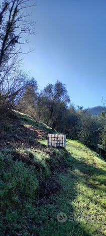 Vendita terreno uliveto e bosco