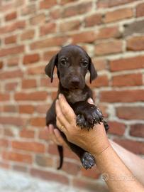 Cuccioli di bracco tedesco kurzhaar