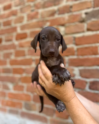 Cuccioli di bracco tedesco kurzhaar