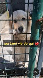 MANGO 2 ANNI taglia grande