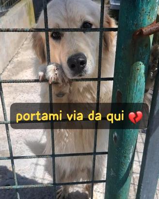 MANGO 2 ANNI taglia grande