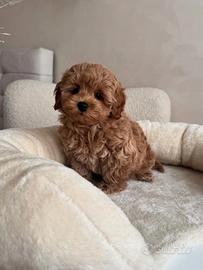 Maltipoo albicocca