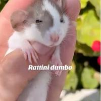 Ratti dumbo