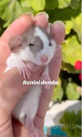 Ratti dumbo