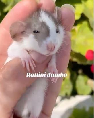 Ratti dumbo