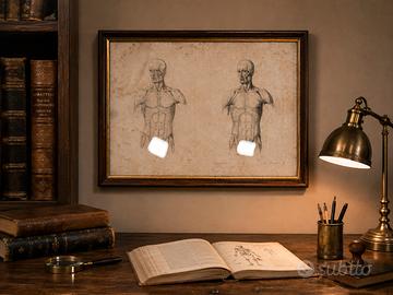 Antica doppia stampa anatomica 1841 in cornice