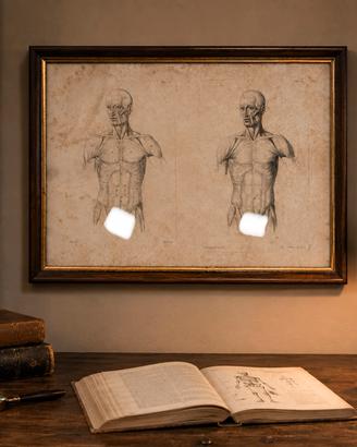 Antica doppia stampa anatomica 1841 in cornice