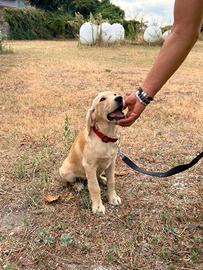 Stupendi cuccioli di golder femmina
