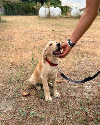 Stupendi cuccioli di golder femmina