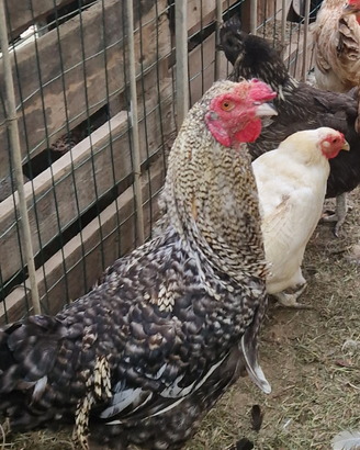 Gallo ibrido